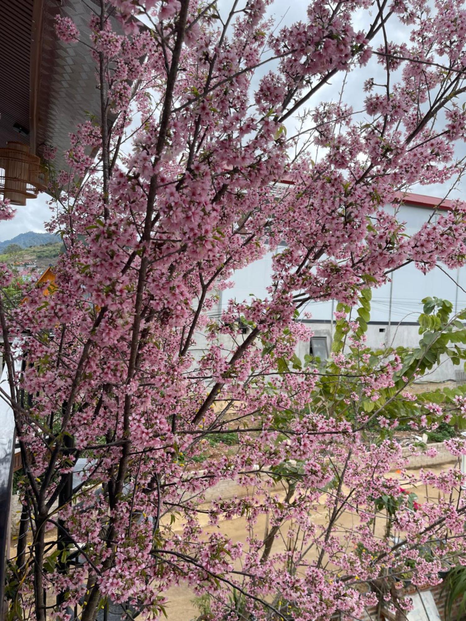 Bin House - Moc Chau Hotel ภายนอก รูปภาพ